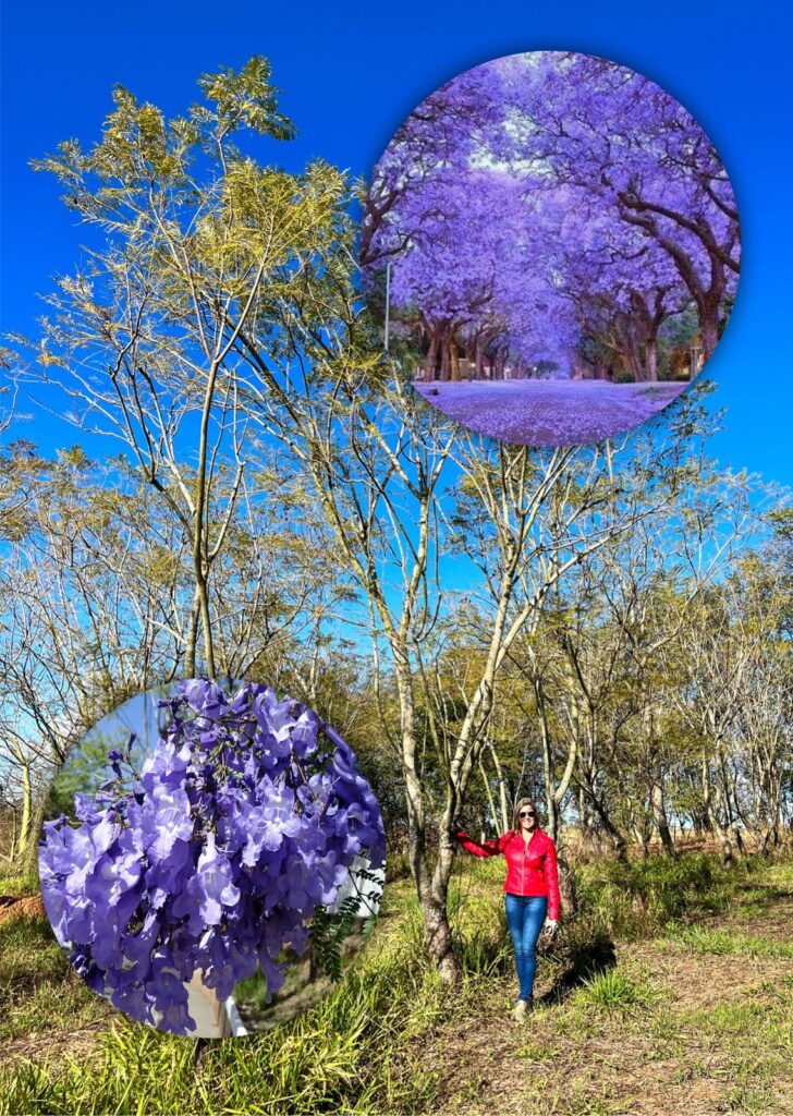 Jacaranda Mimoso árvore