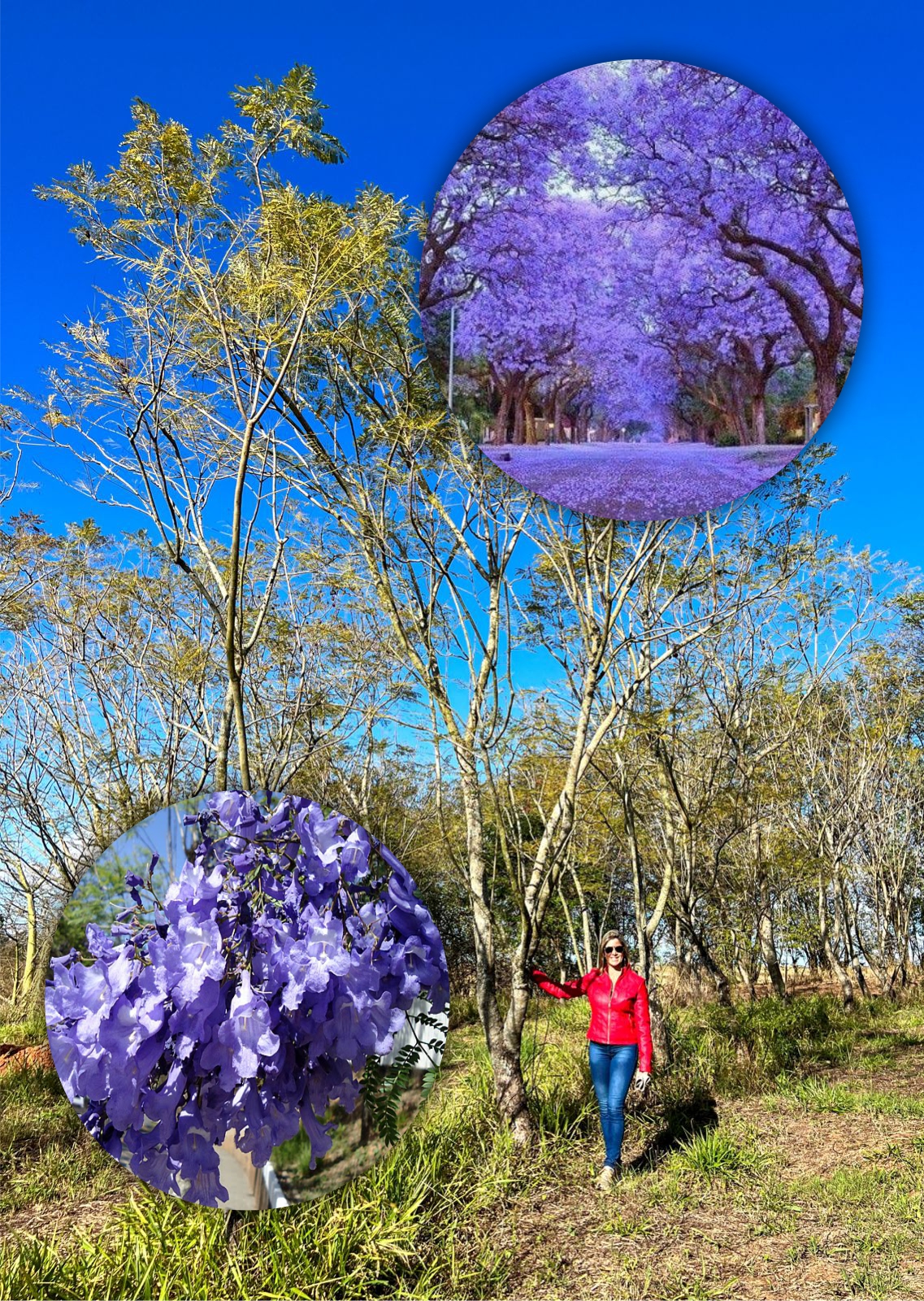 Jacaranda Mimoso árvore