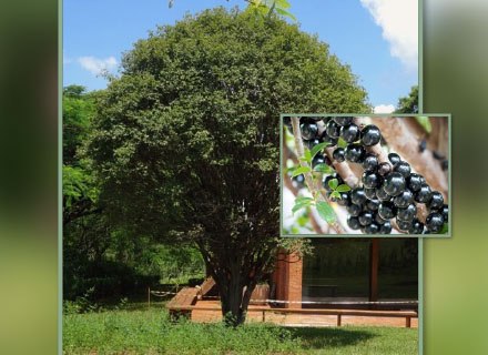 MYRCIARIA CAULIFLORA Jabuticabeira sabará | Paulista | Híbrida