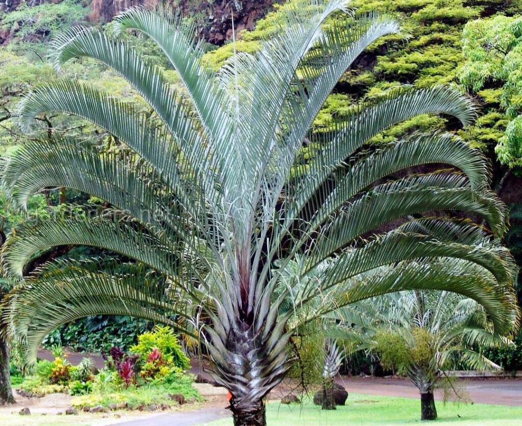 palmeira triangulo