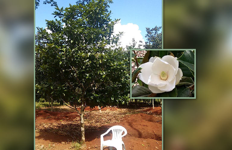 MAGNOLIA GRANDIFLORA (MAGNÓLIA BRANCA)