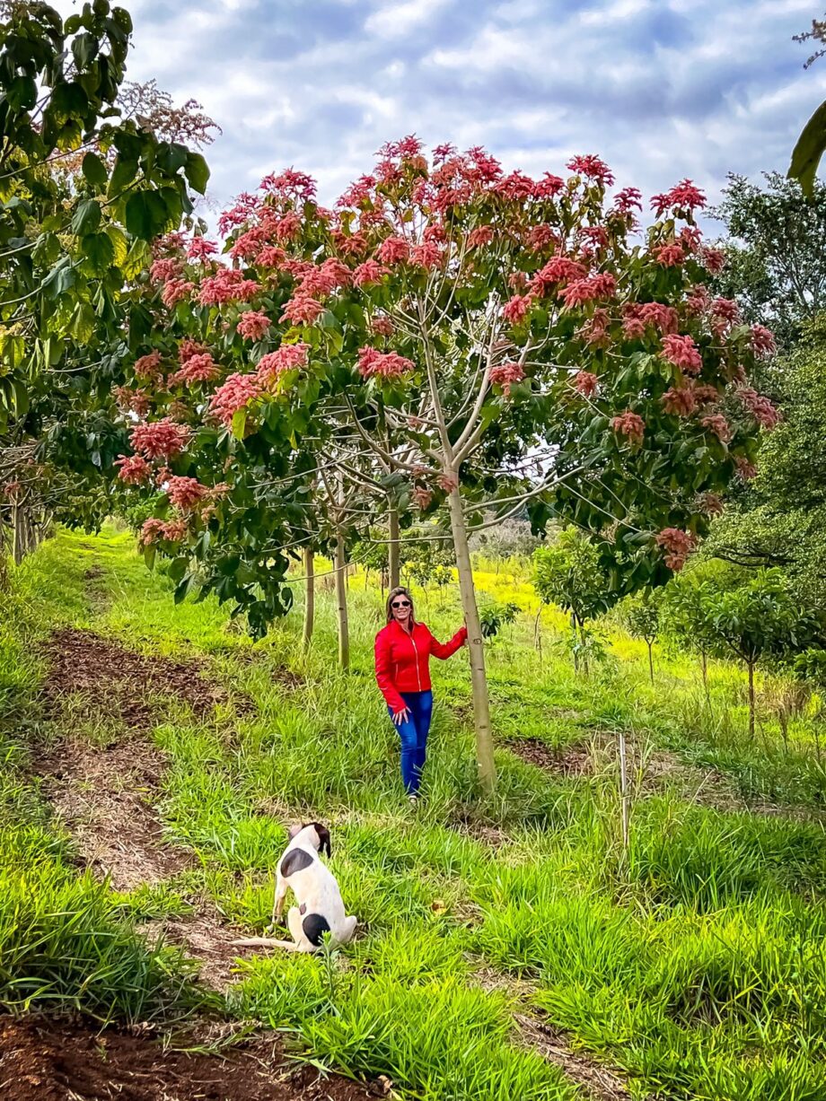 JANGADA BRAVA (HELIOCARPUS AMERICANUS)