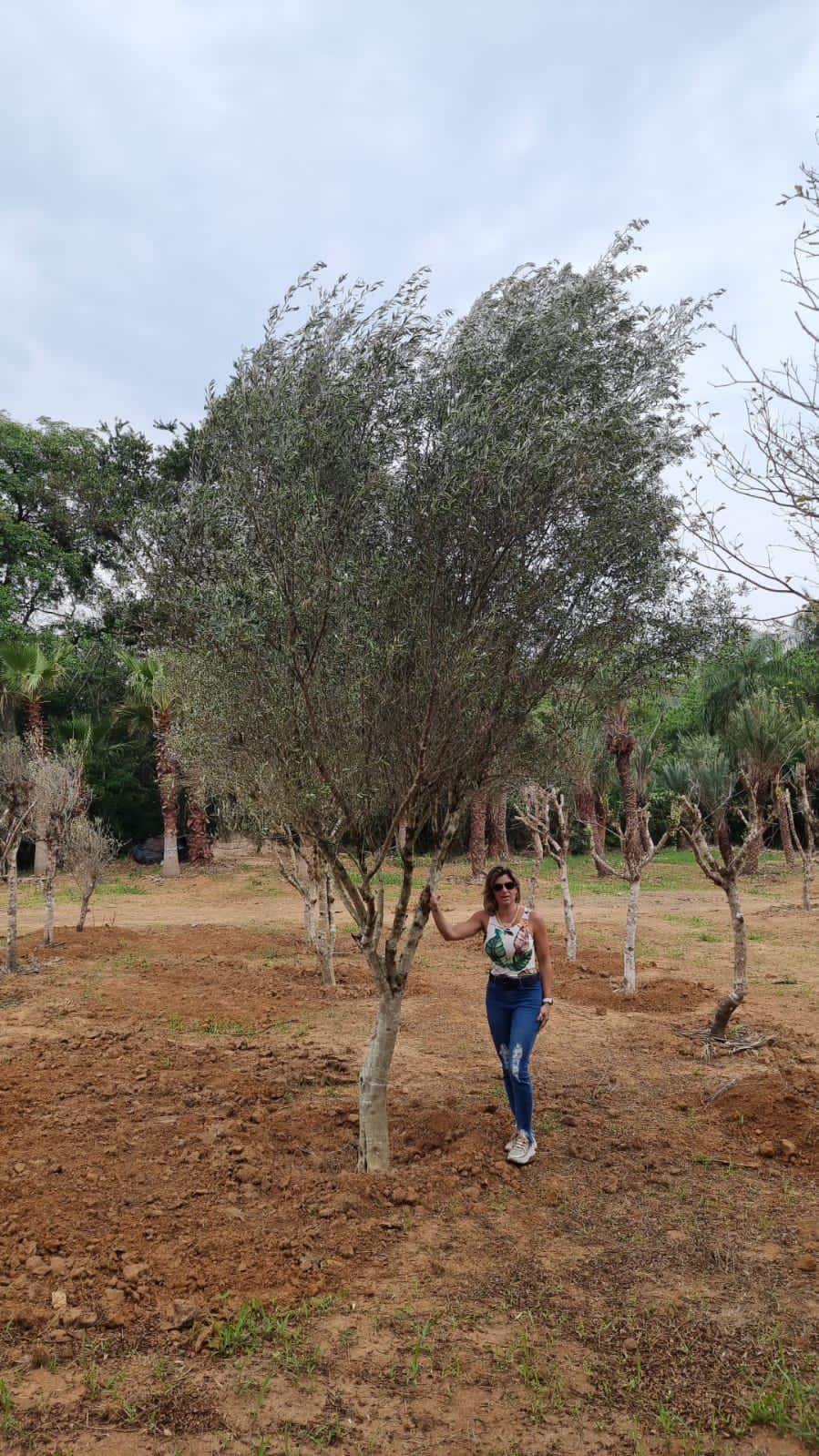 oliveira árvore