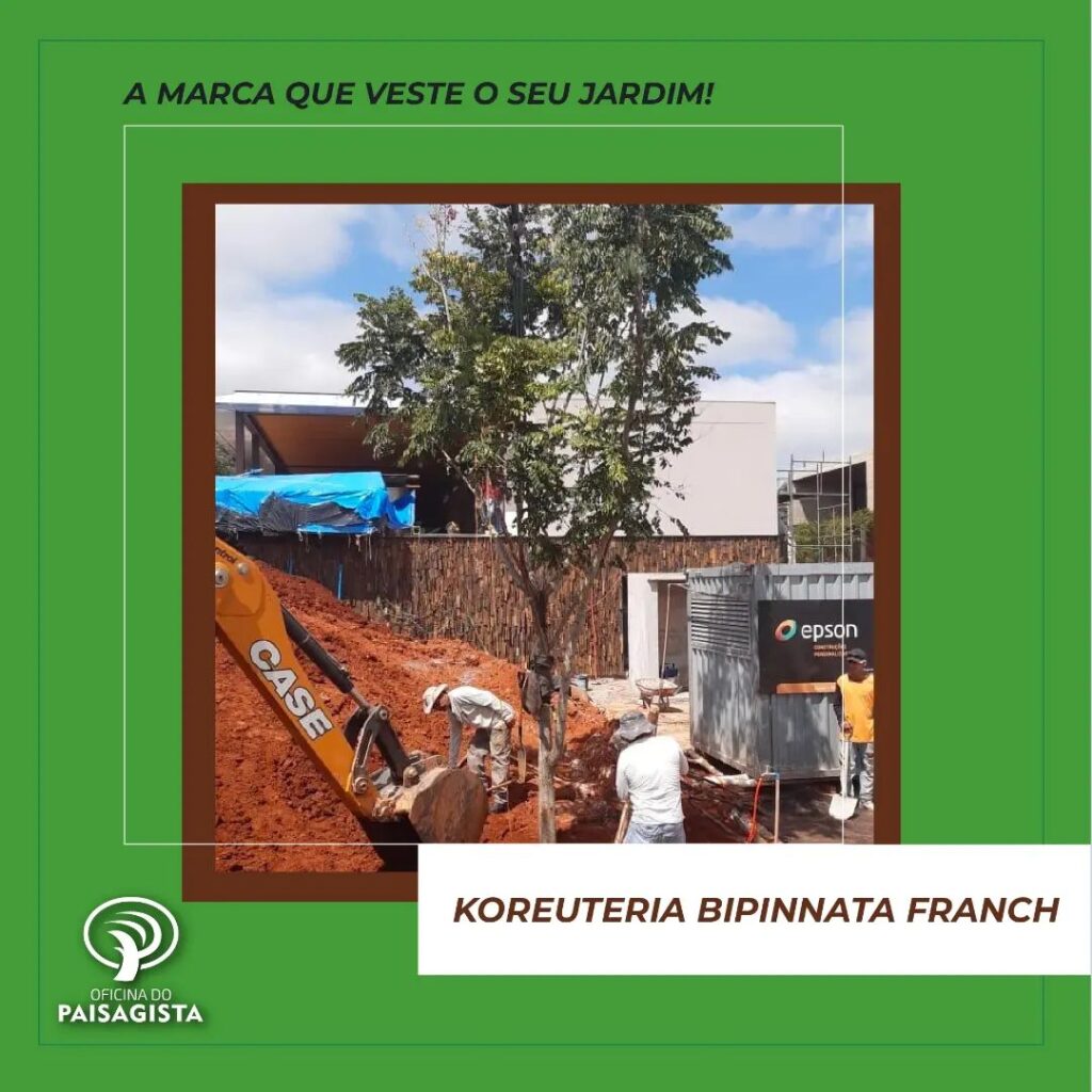 Koelreuteria bipinnata Franch. árvore transplante de árvore