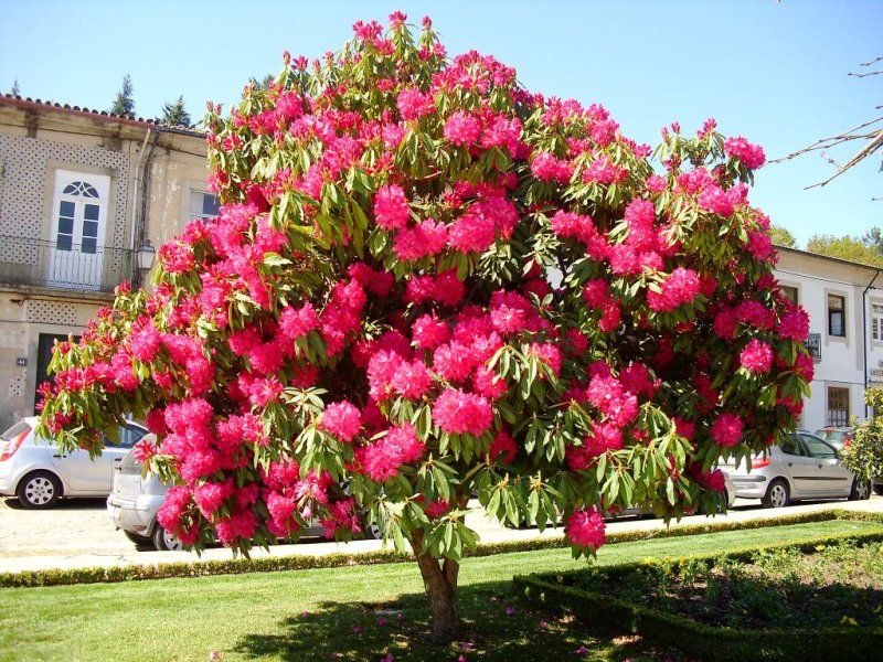 RODODENDRO (RHODODENDRON) 