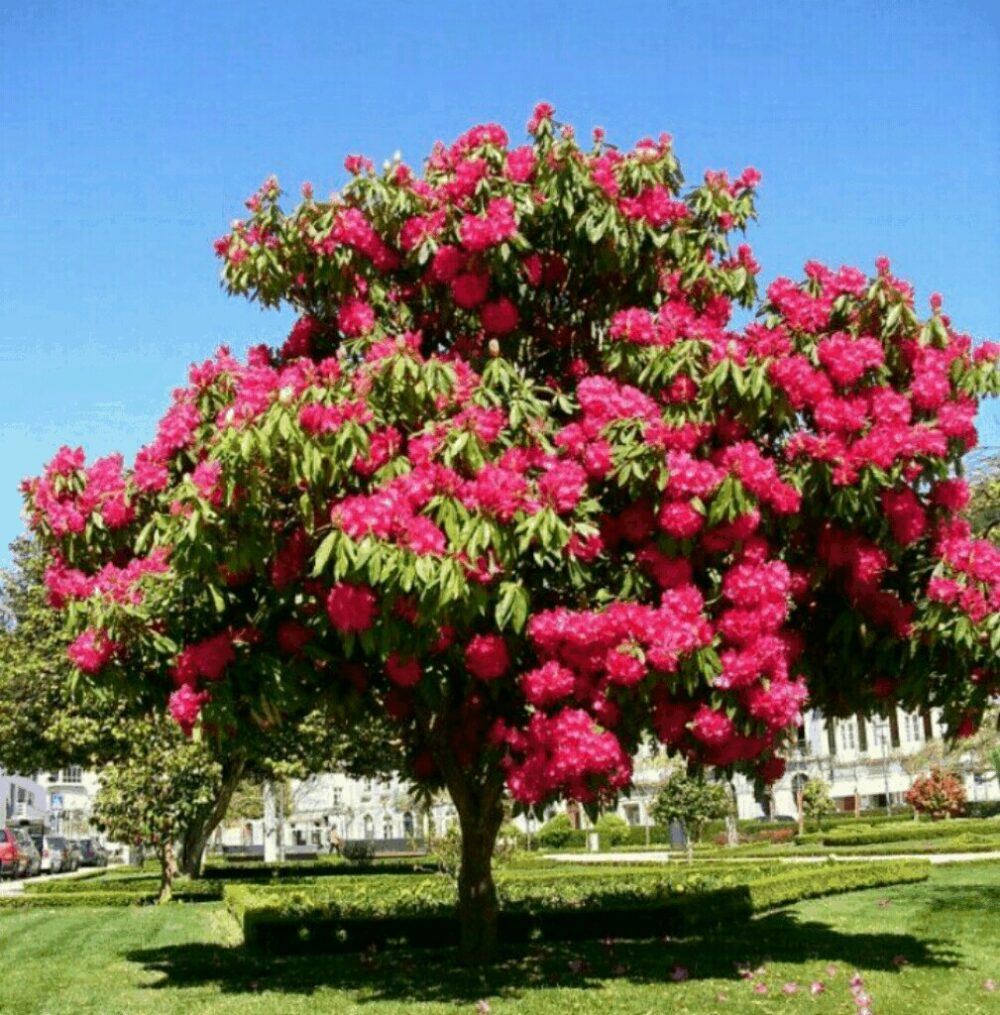 in Valgrande - Flora - Rododendro rosso