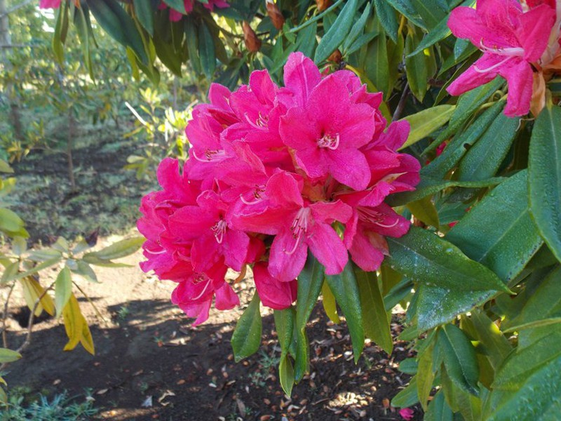 Rododendro - Rhododendron