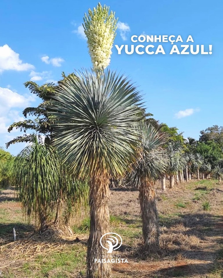 comprar yucca azul