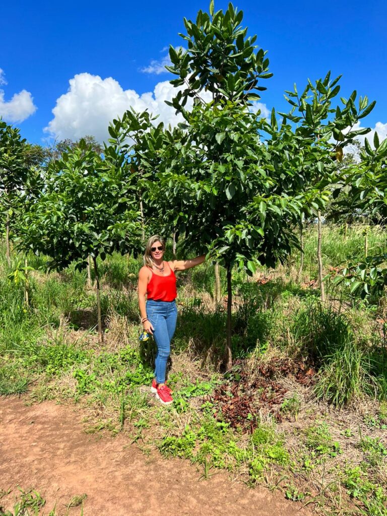 PAU-MULATO  CALYCOPHYLLUM SPRUCEANUM