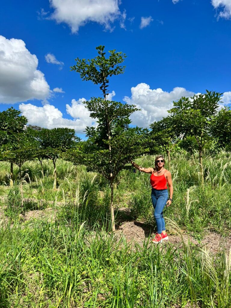 SETE COPAS AFRICANA (TERMINALIA MANTALY)