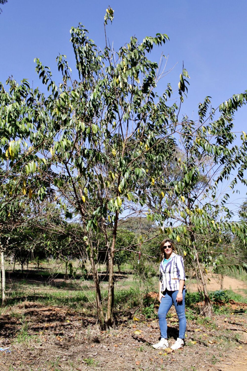 cerejeira japonesa
