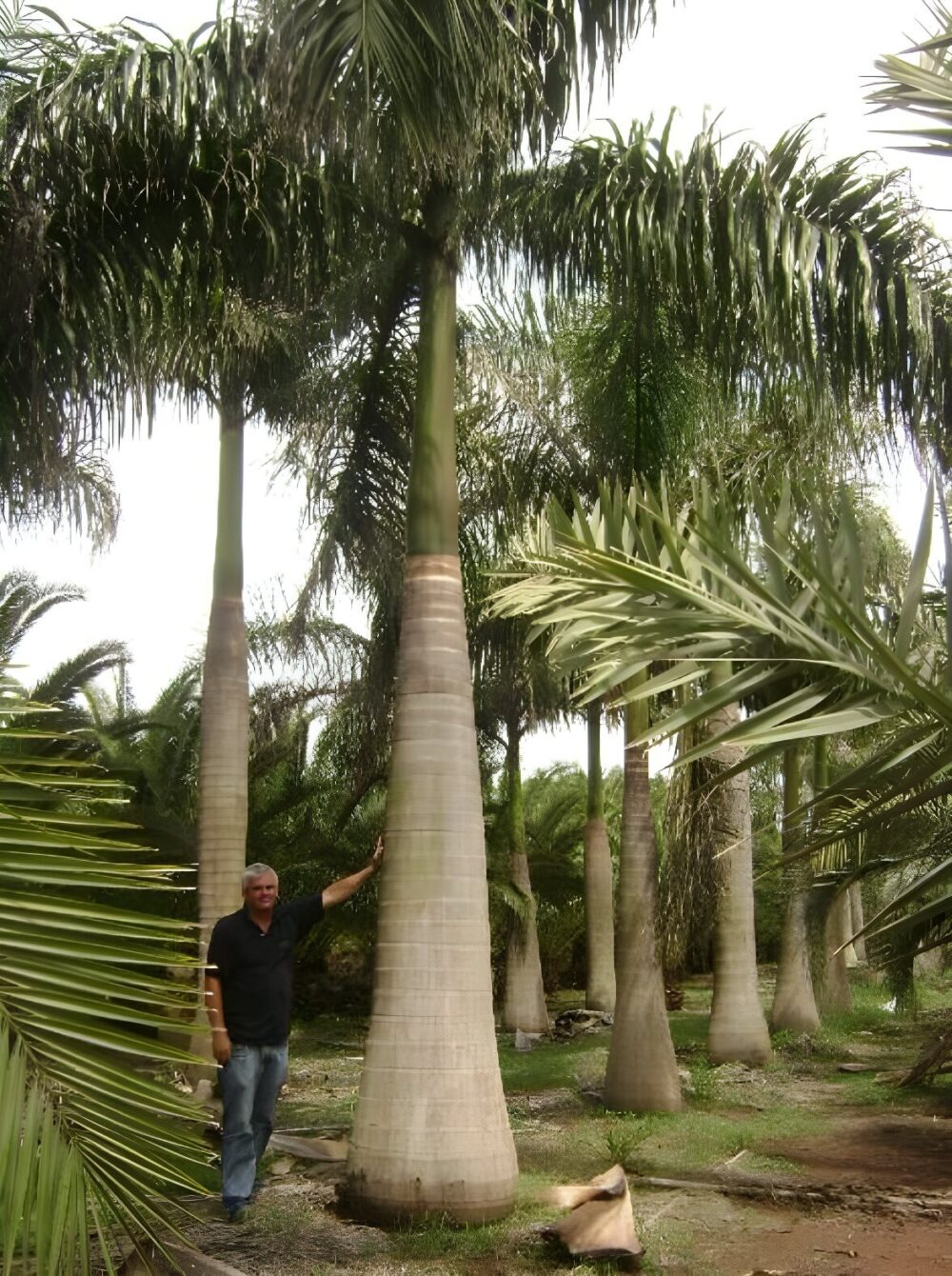 PALMEIRA REAL DE CUBA (ROYSTONEA REGIA)