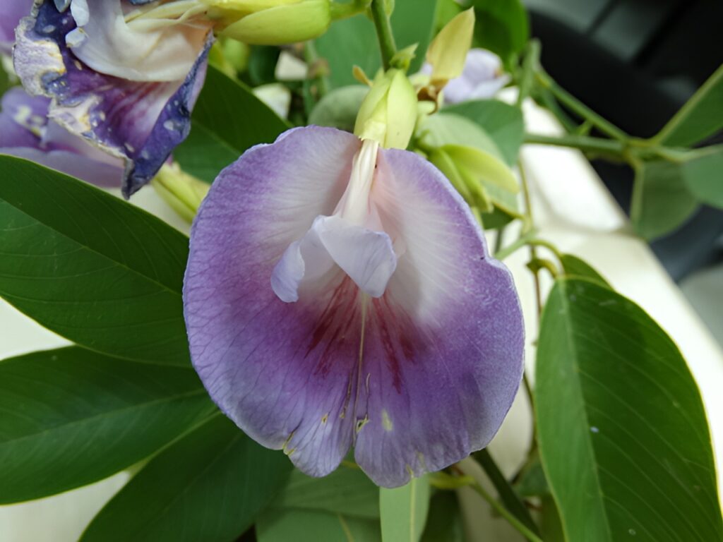 CLITORIA FAIRCHILDIANA