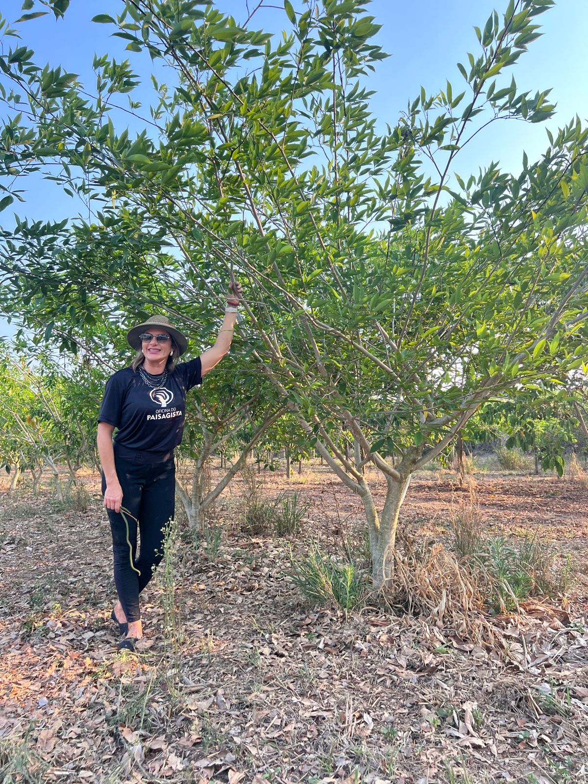CLITORIA FAIRCHILDIANA (SOMBREIRO)