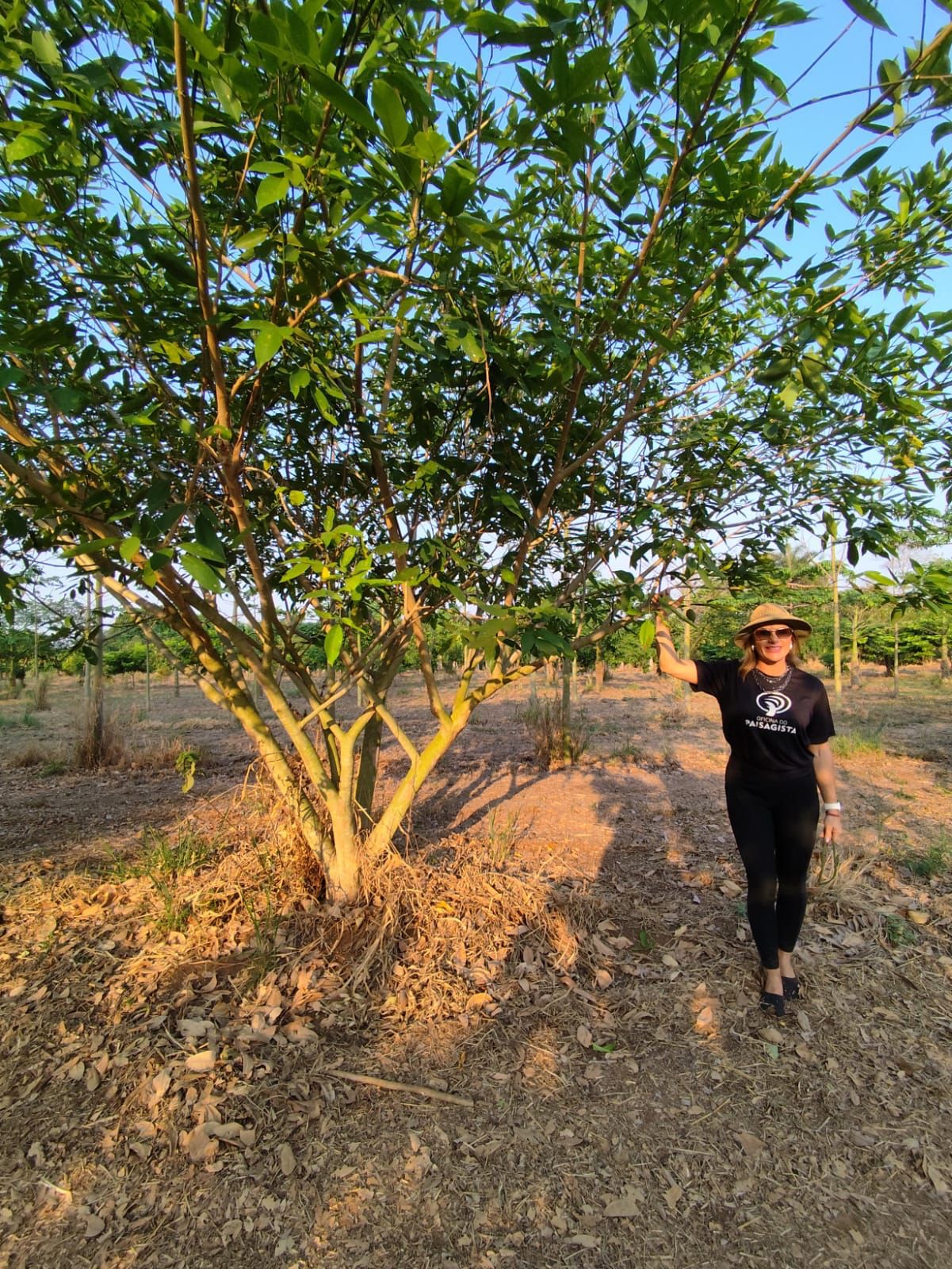 CLITORIA FAIRCHILDIANA (SOMBREIRO) 22