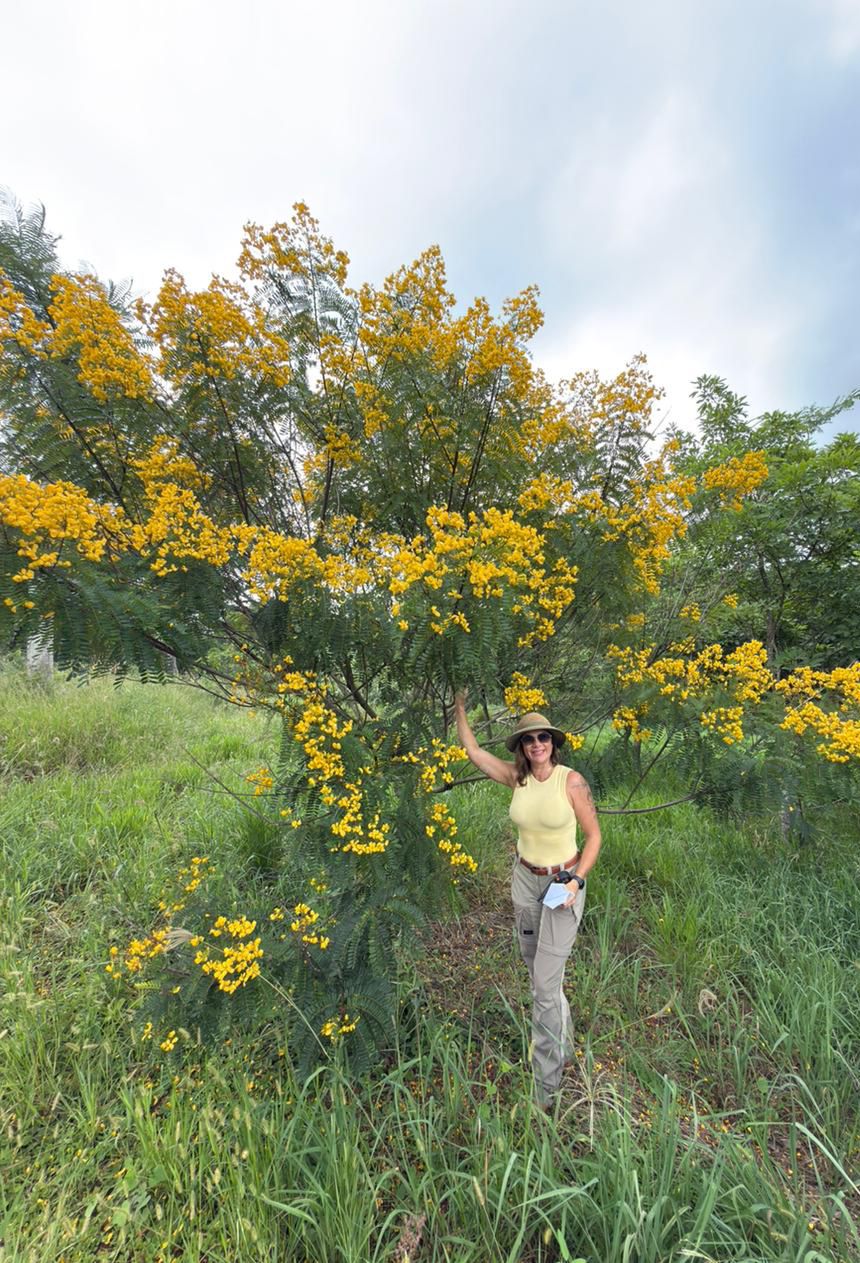 Pau-cigarra (Senna multijuga) 88