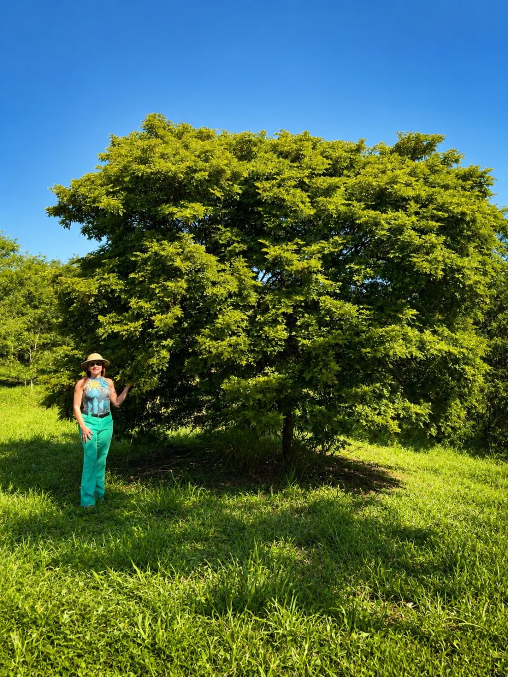 Paubrasilia echinata 8888