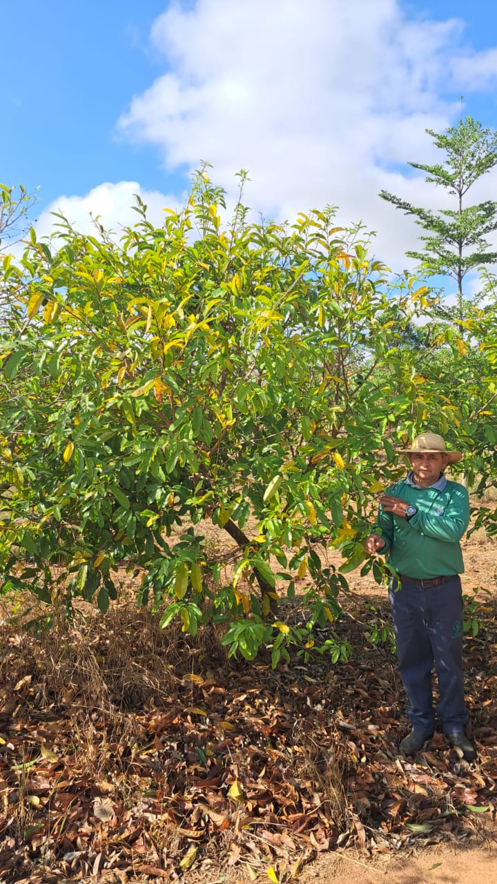GRAVIOLA (ANNONA MURICATA)