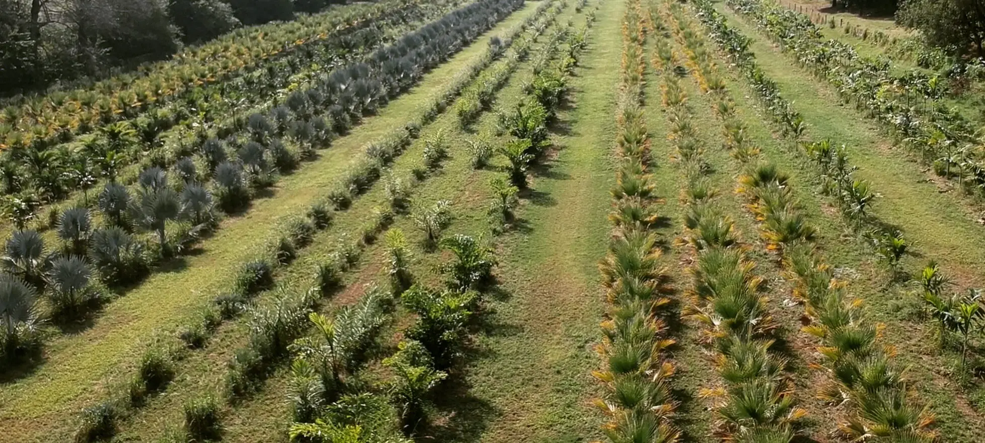 capa-Oficina-do-Paisagista-Maior-viveiro-de-arvores-adultas-do-Brasil-88