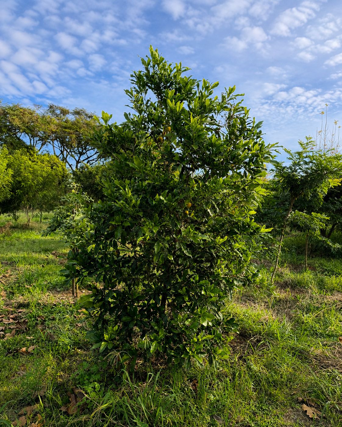 ABIEIRO (POUTERIA CAIMITO)