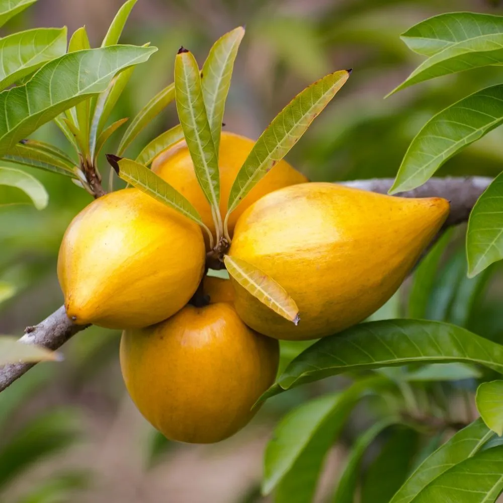 ABIEIRO (POUTERIA CAIMITO)
