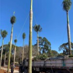 transplante de árvores