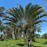 Venda de árvores adultas