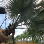 Transplante de árvores adultas