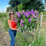 árvore quaresmeira, árvores grandes, árvores adultas, árvore quaresmeira